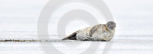 Seal resting on an ice floe. Ringed seal Pusa hispida or Phoca hispida