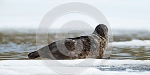 Seal resting on an ice floe. Ringed seal Pusa hispida or Phoca hispida, also known as the jar seal