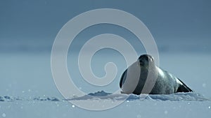 seal resting on ice ocean surface