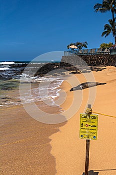 Seal resting on Poipu Beach, Kauai, Hawaii