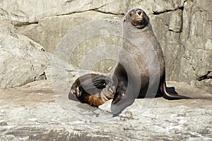 Seal Resting on Rocks
