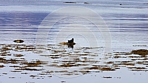 Seal resting at Ytri-Tunga seal colony