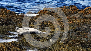 Seal resting at Ytri-Tunga seal colony