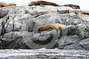 Seal on a rock