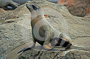 Seal or sea lion on the rock photo