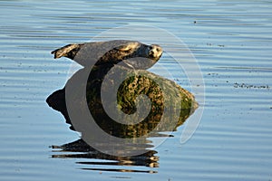 Seal on Rock