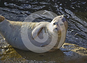 Seal on the rock in La Jolla Cove, San Diego