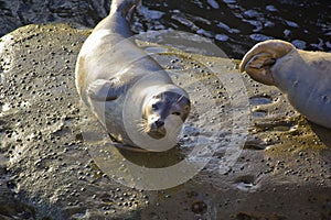 Seal on the rock in La Jolla Cove, San Diego
