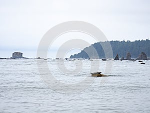 Seal on a Rock in Pacific Northwest Coast Bay
