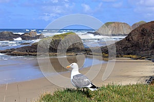 Seal Rock with Seagull overlooking the Cliffs, Oregon Coast, USA