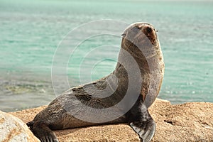 Seal on the rocks