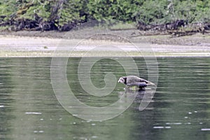 Seal on the rocks