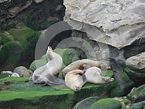 Seal Rocks