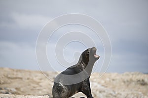 A seal on the rocks of Antarctica