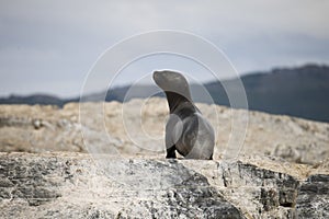 A seal on the rocks of Antarctica
