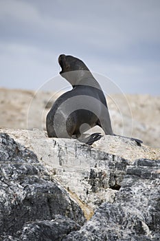 A seal on the rocks of Antarctica