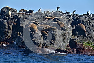 Seal Rocks a natural environment for colonies of seals and birdlife