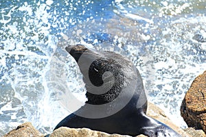 Seal on the rocks