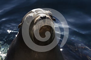 Seal on rocks with sunset