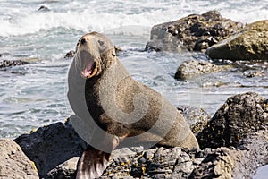 Seal on the rocks in Wellington coastline