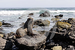 Seal on the rocks in Wellington coastline