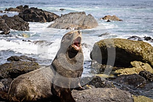 Seal on the rocks in Wellington coastline