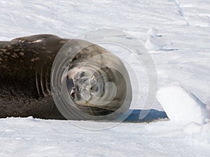 Seal roll