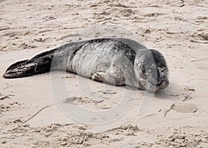 Seal on the sand on the shore of the North sea.