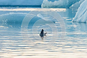 Seal screaming in glacier lagoon among melting ice.