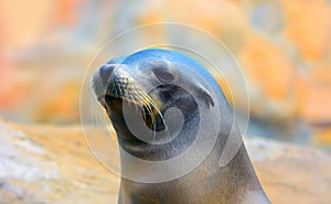 Seal or sea lion