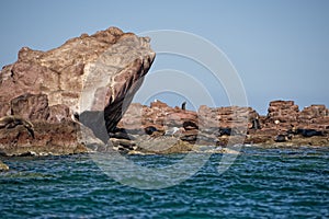 Seal sea lion in baja california