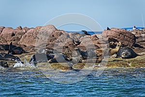 Seal sea lion in baja california