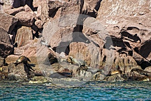 Seal sea lion in baja california