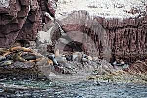 Seal sea lion in baja california