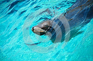 Seal (Sea lion) in blue water