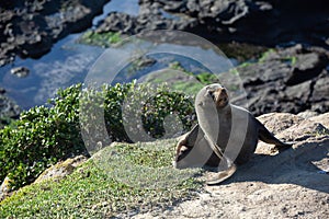 Seal. sea lion posing on a rock at Katiki Point Lighthouse, Moeraki, South island, New Zealand