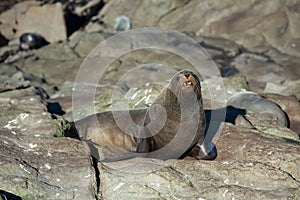 Seal. sea lion posing on a rock at Katiki Point Lighthouse, Moeraki, South island, New Zealand