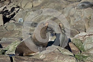 Seal. sea lion posing on a rock at Katiki Point Lighthouse, Moeraki, South island, New Zealand