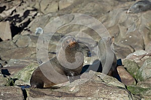 Seal. sea lion posing on a rock at Katiki Point Lighthouse, Moeraki, South island, New Zealand