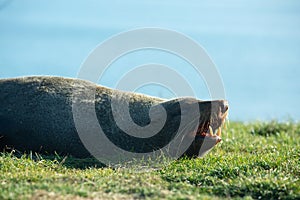 Seal. sea lion posing on a rock at Katiki Point Lighthouse, Moeraki, South island, New Zealand