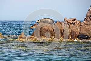 Seal sea lion restying on the rocks