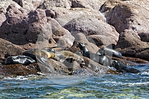 Seal sea lion restying on the rocks