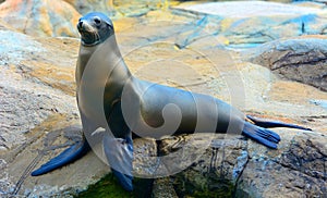 Seal or sea lion on the rock photo