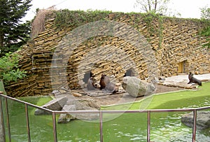 Seal, sea lion by the wall in zoo Lesna, Zlin, Czech Republic