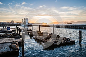 Seal (sea Lions) at the Pier 39 of San Francisco with beautify yellow sunset over dark sea.