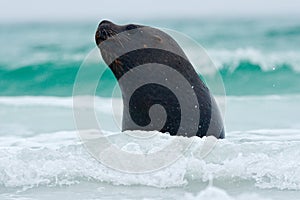 Seal in the sea waves. Seal from Falkland islands with open muzzle and big dark eyes, dark blue sea in background.