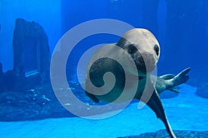 Seal show at the zoo.