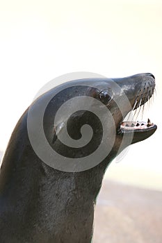 Seal side