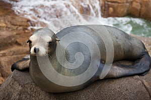 Seal Sits on Rock