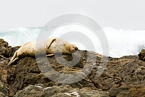 Seal Sleeping on the California Coast